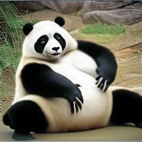 What's up with people on Reddit using these weird panda .